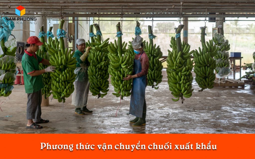 Phương thức vận chuyển chuối xuất khẩu